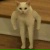 Котяра Крут